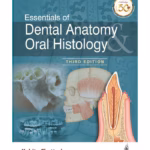 Essentials Of Dental Anatomy Oral Histology